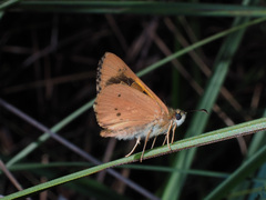 Hesperilla idothea