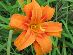 Hemerocallis fulva kwanso