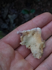 Laetiporus versisporus