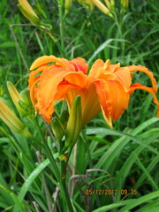 Hemerocallis fulva kwanso