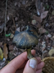 Hygrocybe