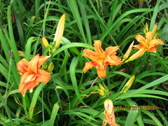Hemerocallis fulva kwanso