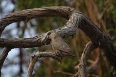 Poicephalus rueppellii