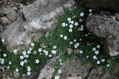 Arenaria