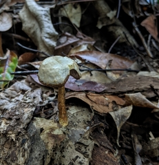 Austroboletus austrovirens