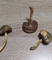 Austroboletus austrovirens