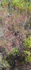 Erica multumbellifera