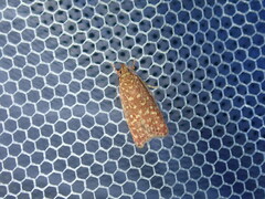 Syringoseca rhodoxantha