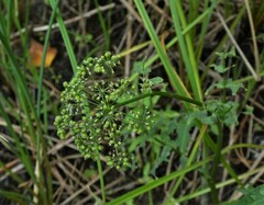 Sium latifolium