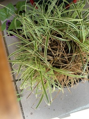 Chlorophytum comosum