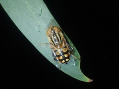 Eristalinus punctulatus