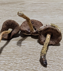 Austroboletus austrovirens