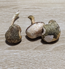 Austroboletus austrovirens