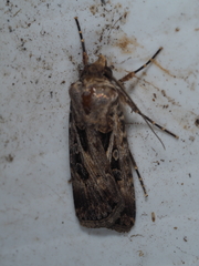 Agrotis munda