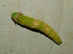 Charaxes