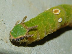 Charaxes