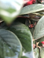Pyrrhocoris apterus