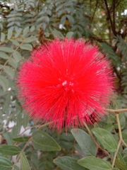 Calliandra tergemina
