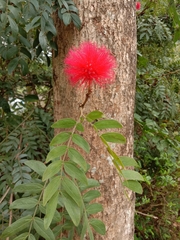 Calliandra tergemina