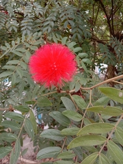 Calliandra tergemina