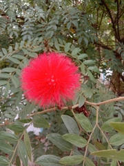 Calliandra tergemina