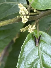 Drosicha