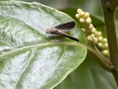 Drosicha