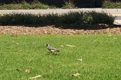 Manorina melanocephala