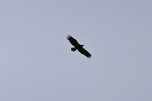 Bird in flight from below: reference photo 2 by Laura Gaudette