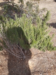 Salvia rosmarinus