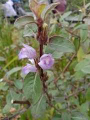 Hygrophila pogonocalyx