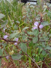 Hygrophila pogonocalyx