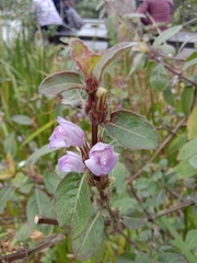 Hygrophila pogonocalyx