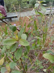 Hygrophila pogonocalyx