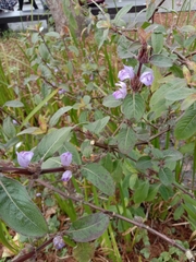 Hygrophila pogonocalyx