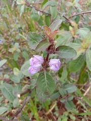 Hygrophila pogonocalyx