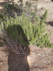 Salvia rosmarinus