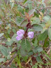 Hygrophila pogonocalyx