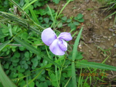 Vigna vexillata