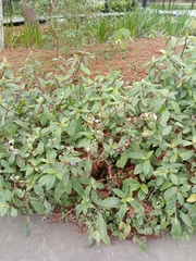 Hygrophila pogonocalyx