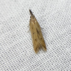 Dichomeris acuminatus