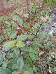 Hygrophila pogonocalyx