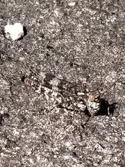 Trimerotropis saxatilis