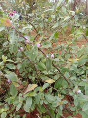 Hygrophila pogonocalyx