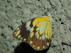 Belenois