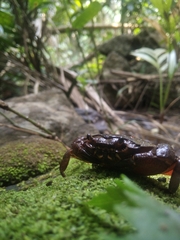 Barytelphusa cunicularis