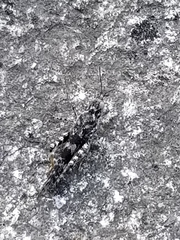 Trimerotropis saxatilis