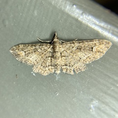 Pasiphilodes testulata