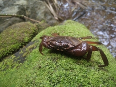 Barytelphusa cunicularis