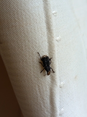 Platyrhinus resinosus